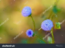 Image result for Crassocephalum rubens