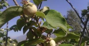 Des Coings En Formation Fruits Fruits Et Legumes Verger