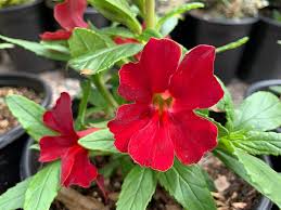 Image result for Mimulus