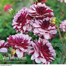 May 31, 2021 · delicious cornbread upside down casserole in 17 minutes. Dahlia Creme De Cassis Van Meuwen