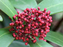 Check spelling or type a new query. 5 Piante Invernali Sempreverdi Da Esterno One Giardinaggio