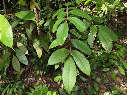 Image result for Canarium