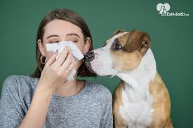 I cani da appartamento migliori sono anche quelli che abbaiano poco e non rischiano di disturbare i vicini di casa. Cane Che Non Perde Il Pelo Razze Di Cani Anallergici