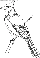Birds coloring page with few details for kids. Birds Coloring Book Pages To Print Free Birds Printable Kids Coloring Book Pages Sheets And Pictures Of Birds