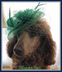 Is a small family kennel located in the heartland of central oklahoma. Araeah S Red Standard Poodles