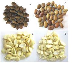 Image result for Canavalia cathartica