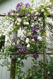 Rosen New Dawn Och Klematis Jackmanii Flower Garden Climbing Roses Garden Projects