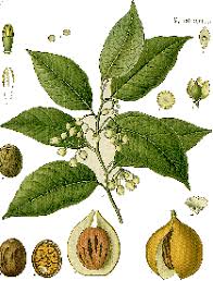 Image result for Bombax rhodognaphalon