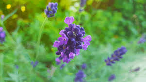 Many of the plants listed here as having edible flowers are widely offered for sale. 11 Easy And Delicious Edible Plants To Grow Indoors Lisa S Notebook