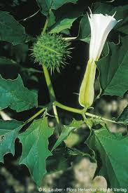 Image result for Datura stramonium