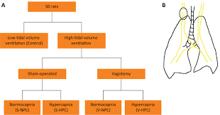 hypercapnia attenuates ventilator induced lung injury