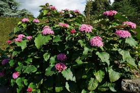 Image result for Clerodendrum buchneri