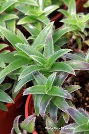 Image result for Cyanotis sp. aff. C. lapidosa