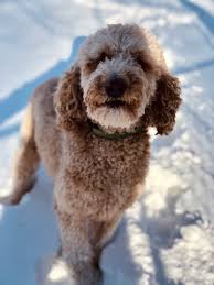 Maybe you would like to learn more about one of these? Labradoodle Puppies Wild Coyote Farm