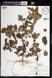 Image result for Acalypha caperonioides