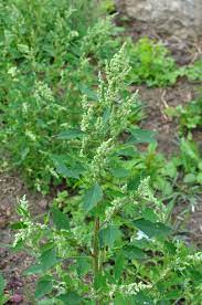 Álbum de Chenopodium