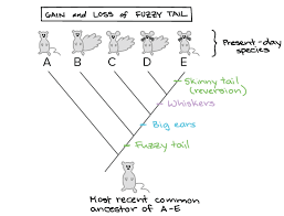 Building A Phylogenetic Tree Article Khan Academy