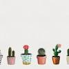 Download this flowering bonsai cactus, cactus, watercolor cactus png clipart image with transparent background or psd file for free. Https Encrypted Tbn0 Gstatic Com Images Q Tbn And9gcrbmpluzs00xhyiyaqgk3fxako7uomdkvd4x6rz8f5 Rd7h I4x Usqp Cau