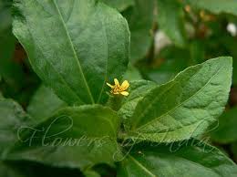 Image result for Synedrella nodiflora