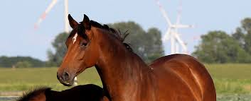 Check spelling or type a new query. Portrait Of Our Holstein Mare Vicktoria Stall Krohn