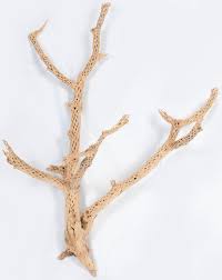 There are 287 cholla cactus skeleton for sale on etsy, and they cost $11.30 on average. Cholla Cactus Tree Finger Branches Sandblasted Cholla Cactus Skeleton Branches