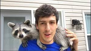 Oct 31, 2019 · these raccoons are living in luxury, and comfort comes with an additional benefit. Living With A Raccoon 1 Year Update Youtube