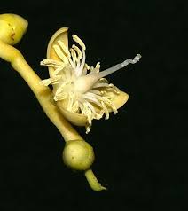 Image result for Pteronia acuminata