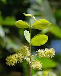 Image result for Combretum padoides