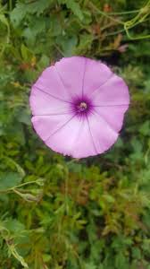 Image result for Convolvulus aschersonii