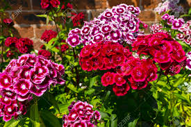 8 winterharte kräuter fürs kräuterbeet. Susse Williams Sind Ein Winterhart Zweijahrige Blumen In Einem Garten Lizenzfreie Fotos Bilder Und Stock Fotografie Image 25311728