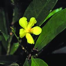 Image result for Gomphia lunzuensis