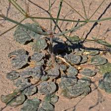 Image result for Erythrococca trichogyne