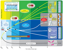 The basement membrane sits between epithelial tissues including mesothelium and endothelium, and the underlying connective tissue. Collagen Iv And Basement Membrane At The Evolutionary Dawn Of Metazoan Tissues Elife