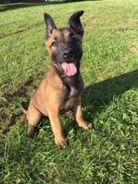 Knpv ph1 mido x tessa confirmed breeding for 2021!! Uae Ads For Pets Animals Dogs Puppies Free Classifieds Muamat