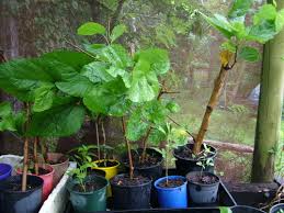 If you plant your mulberry tree from seed, it may take 4 to 10 years before you get fruit. Roots And Perennials Planting In Mid Summer The Mulberry Trees Go In The Witches Kitchen