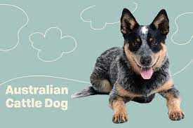 Maybe you would like to learn more about one of these? Australian Cattle Dog Breed Information Characteristics Daily Paws