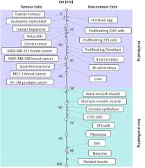 Maybe you would like to learn more about one of these? Frontiers Emerging Roles Of The Membrane Potential Action Beyond The Action Potential Physiology