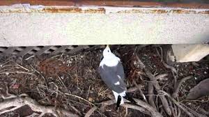 Yet, because of this event, they are now commonly known as the mormon crickets. California Gull Or Utah State Bird Youtube