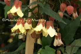 Image result for Abutilon sp.no.1