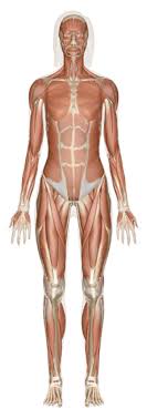 Luckily, though, you can now download a free body diagram template and use. Explore Human Anatomy Physiology And Genetics Innerbody
