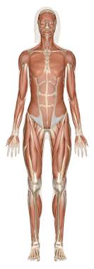 Atlas of human anatomy, 21st german edi. Explore Human Anatomy Physiology And Genetics Innerbody