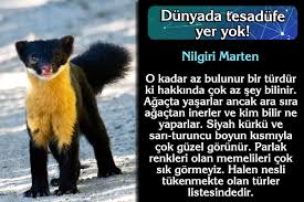 Iman Hakikati Cicekler Bocekler Kuslar Baliklar Bakteriler Hayvanlar Gokyuzu Yeryuzu Mucizeler Guzellikler Manzaralar Charles Darwin Iman Fosiller