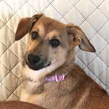 Common sources for adoptable pets are animal shelters and rescue groups. Adopt A Pet Petsmart Charities