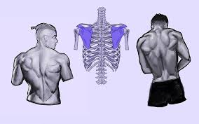 Understanding important back muscles anatomy. How To Draw The Human Back A Step By Step Construction Guide Gvaat S Workshop