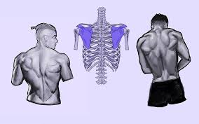 Collections are ordered sets of models. How To Draw The Human Back A Step By Step Construction Guide Gvaat S Workshop