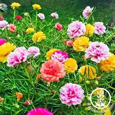 Image result for Portulaca