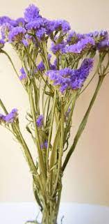 Our dried flowers are natural. Statice Dried Flowers Purple Violet Dried Flowers Daisyshop