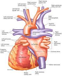 Posterior view of heart model. Cardiovascular System Human Anatomy Life Science Biomedical Carlson Stock Art Medical Knowledge Cardiovascular System Heart Anatomy