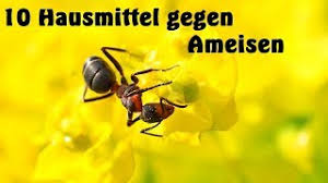 Damit der ameisenbefall sich nicht in der wohnung ausbreitet, sollten mieter jedoch aktiv werden und den befall eindämmen. Was Tun Gegen Ameisen In Der Wohnung Lebensart