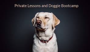 Most programs for puppy training phoenix require minimal to no involvement from owners and once the puppy returns to its home environment, almost all progress is benefits of training your dog with dog training elite phoenix: Dog Obedience Trainer Phoenix Az Phoenix Dog Trainers All American K 9